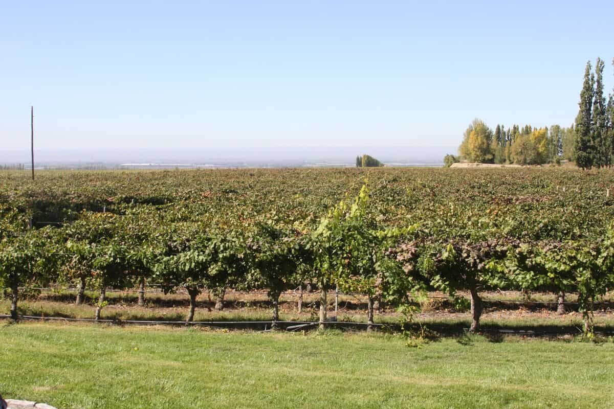 Viñedo en San Juan y Mendoza